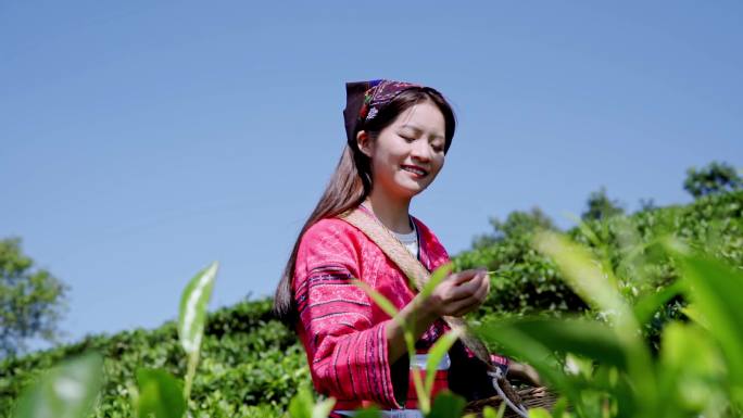 采茶闻茶采茶少女采茶绿色自然茶园清新