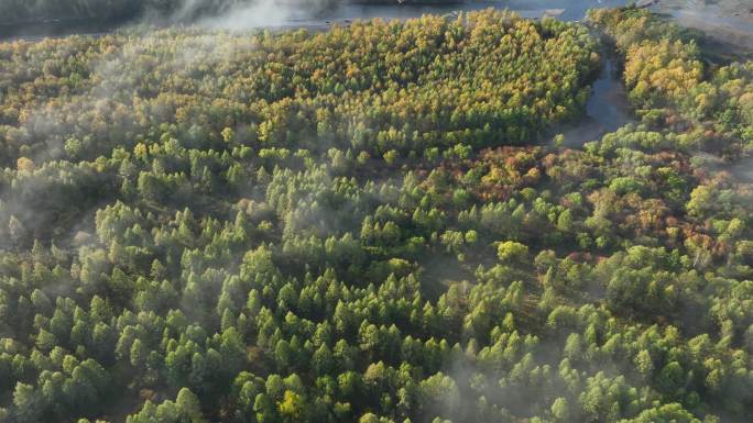 秋季金色森林河流薄雾航拍