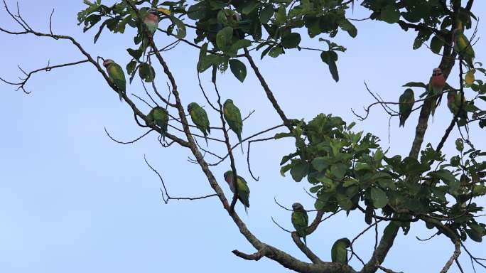 野生绯胸鹦鹉在树枝上歇息