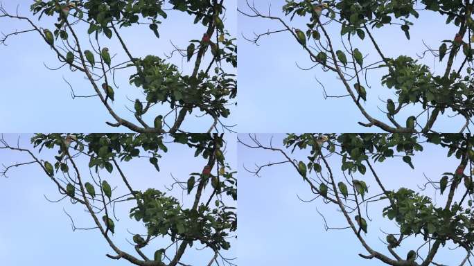 野生绯胸鹦鹉在树枝上歇息
