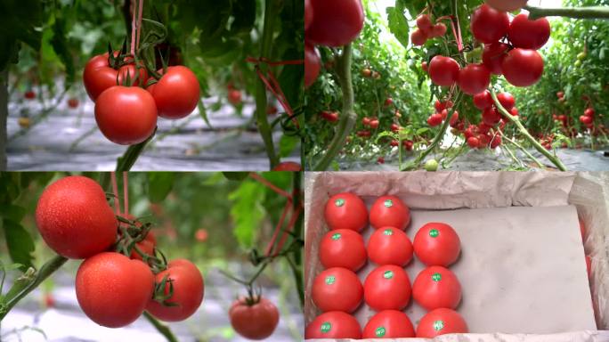 番茄红了 西红柿收获 大棚番茄 硕果累累