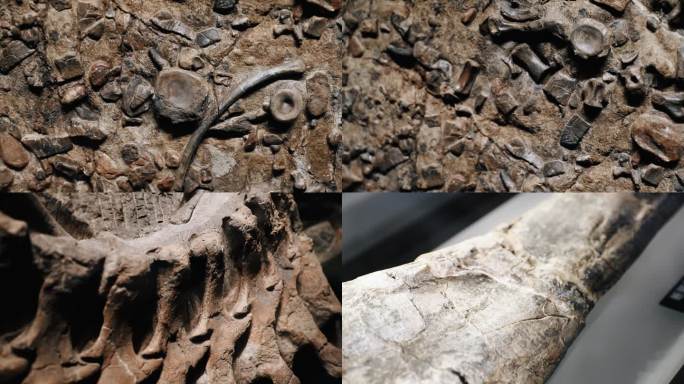 侏罗纪古生物考古生物化石恐龙化石