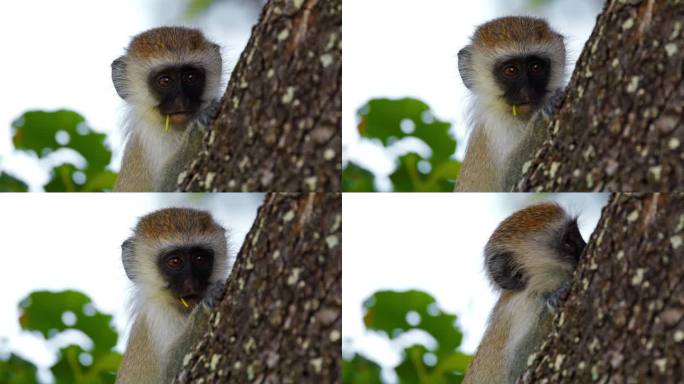 一只小长尾猴在树上好奇地环顾四周