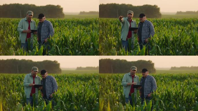 成年和老年农民讨论农业综合经营，中间镜头两个男人在玉米地