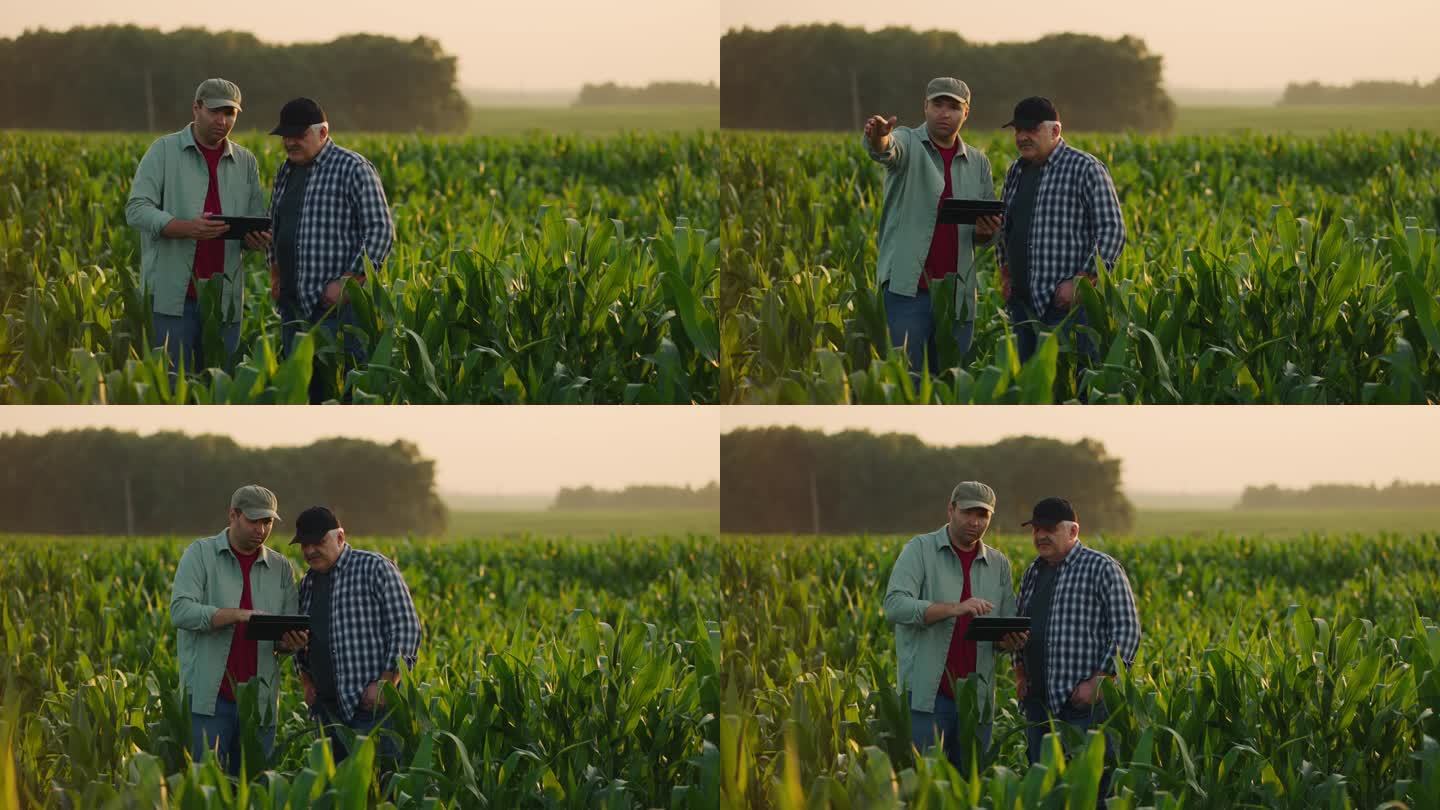 成年和老年农民讨论农业综合经营，中间镜头两个男人在玉米地