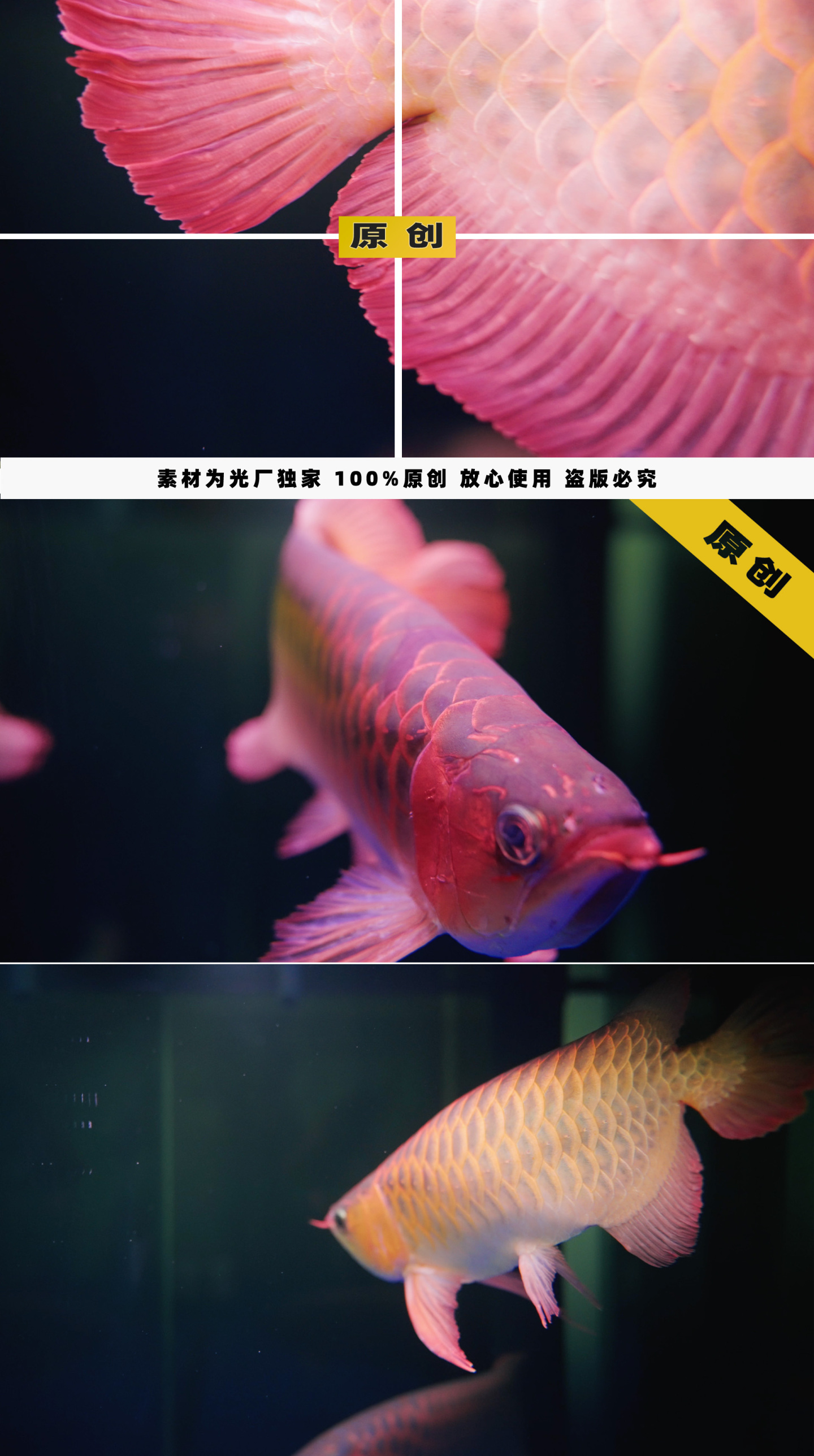 尾巴超漂亮的红龙鱼
