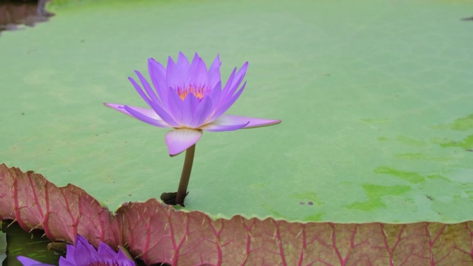 公园里美丽的睡莲。睡莲和一朵花一起漂浮在植物园的湖面上。
