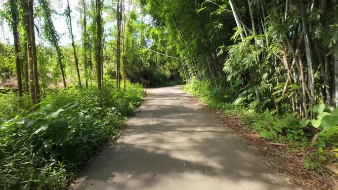 村道林荫道驾驶视觉道路农村道路