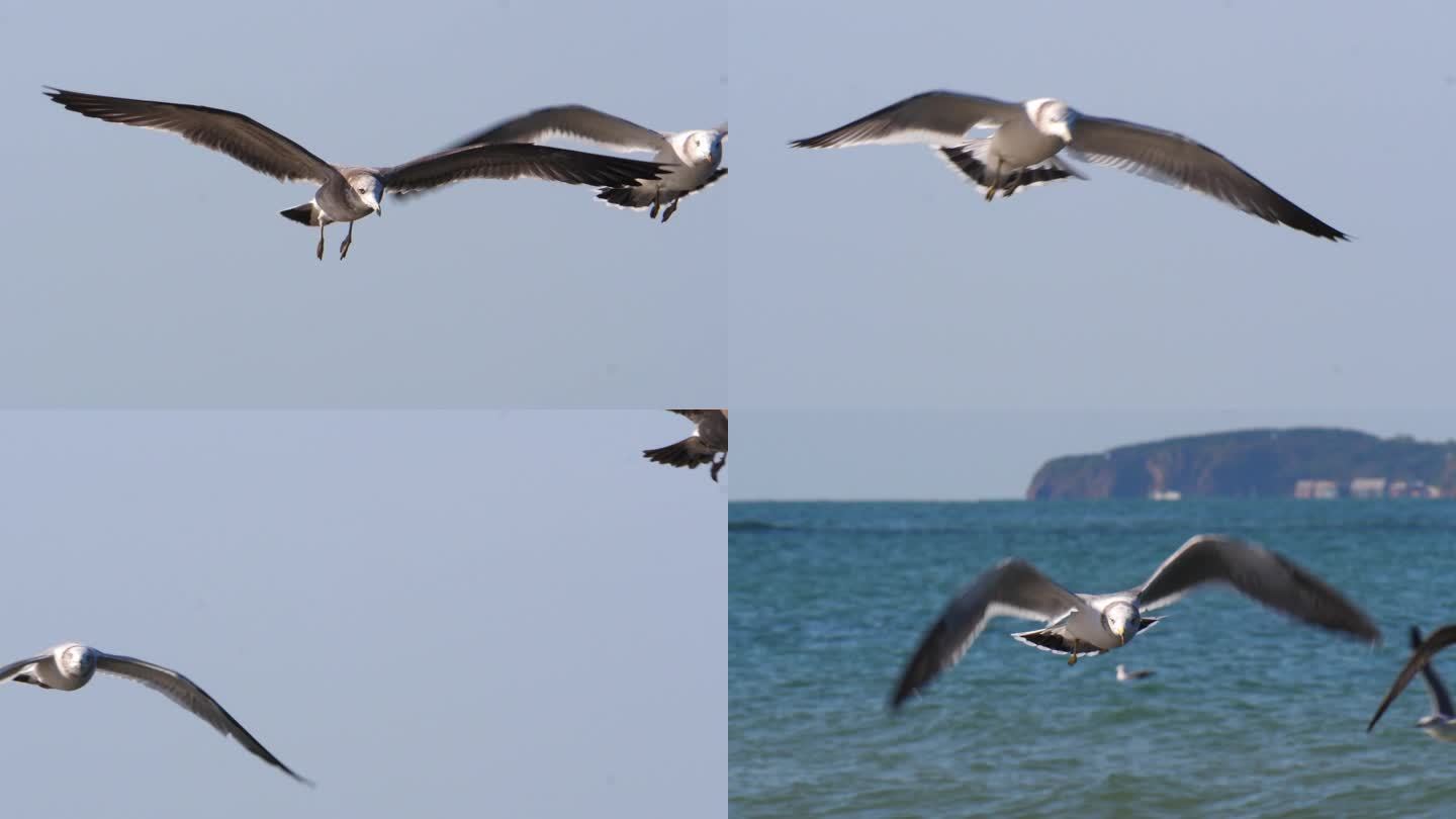 海鸥 鸟 自由 飞翔 大海 生态 环境