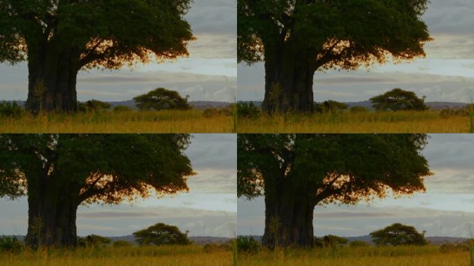 SLO MO猴面包树在坦桑尼亚的稀树草原中央