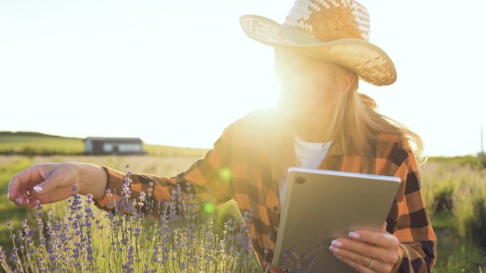 农民在油菜地里使用数字平板电脑。农业业务。夕阳下农学家的剪影在田间检查薰衣草作物的成熟度。收获农产品