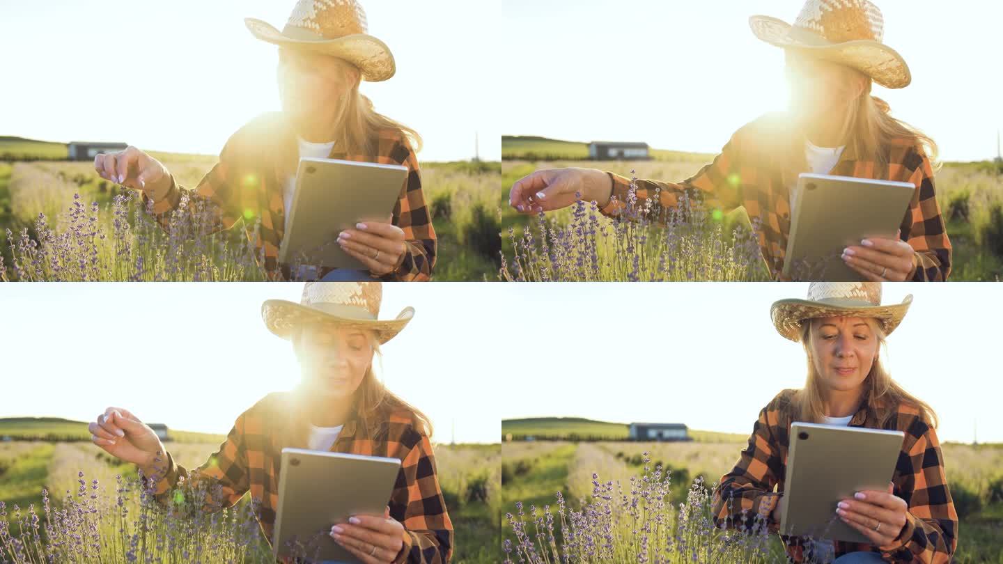 农民在油菜地里使用数字平板电脑。农业业务。夕阳下农学家的剪影在田间检查薰衣草作物的成熟度。收获农产品