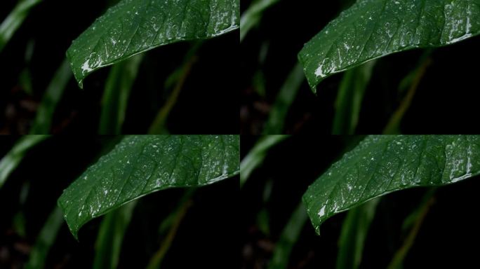 在坦桑尼亚的热带森林里，水珠从一片绿叶莲的叶子上落下