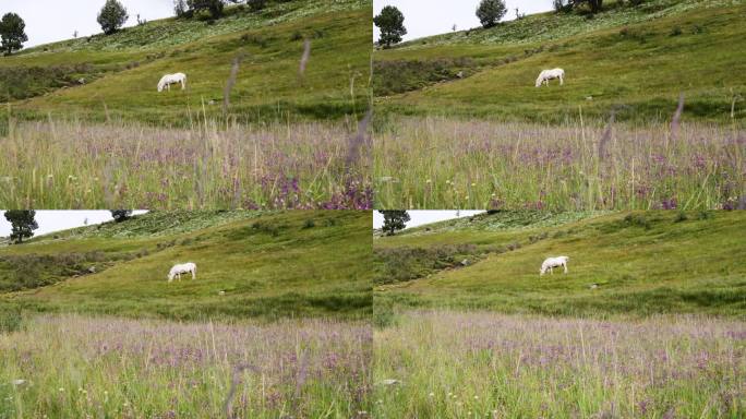 高地牧场上吃绿草的白马。中国四川理塘乡村生活。4k慢镜头。