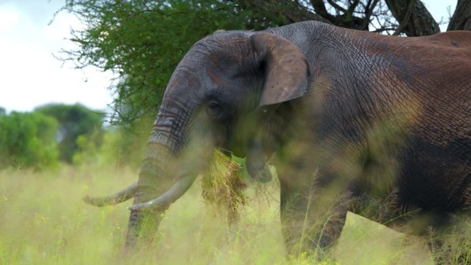 一只非洲象在坦桑尼亚大草原上吃草的长镜头