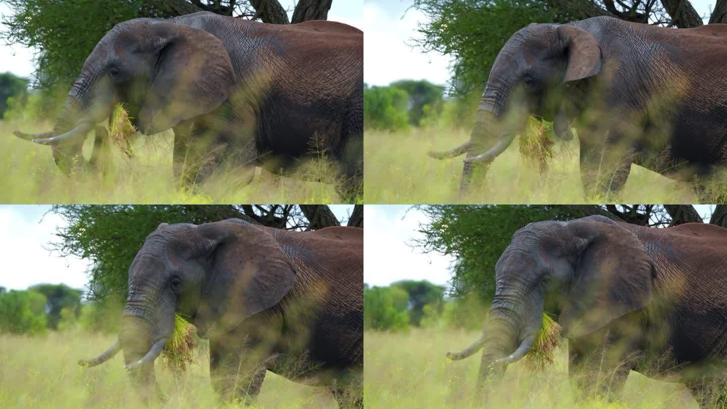 一只非洲象在坦桑尼亚大草原上吃草的长镜头