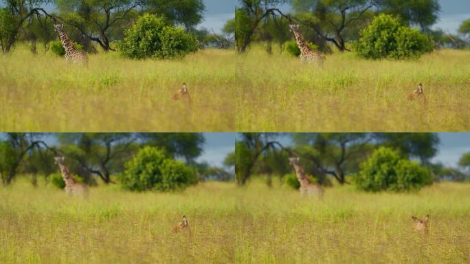 长颈鹿和黑斑羚在坦桑尼亚大草原的绿色区域吃草