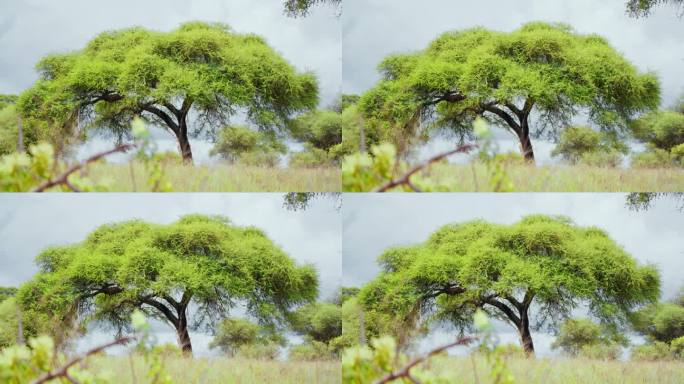 一只豹子在坦桑尼亚大草原某处的树梢上休息