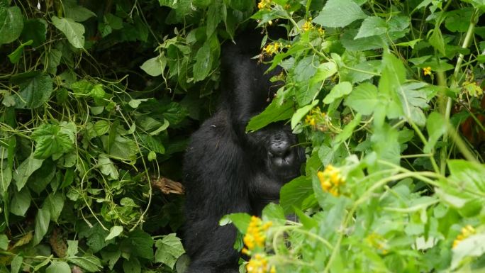 在非洲乌干达布温迪密林国家公园，一只濒临灭绝的头银背山地大猩猩在茂密的丛林中穿行，用4K万向架拍摄了