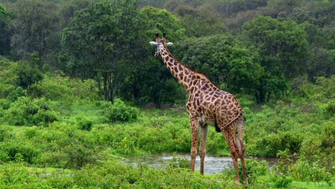在坦桑尼亚热带森林的边缘，一只长颈鹿站在水盆旁整理自己。