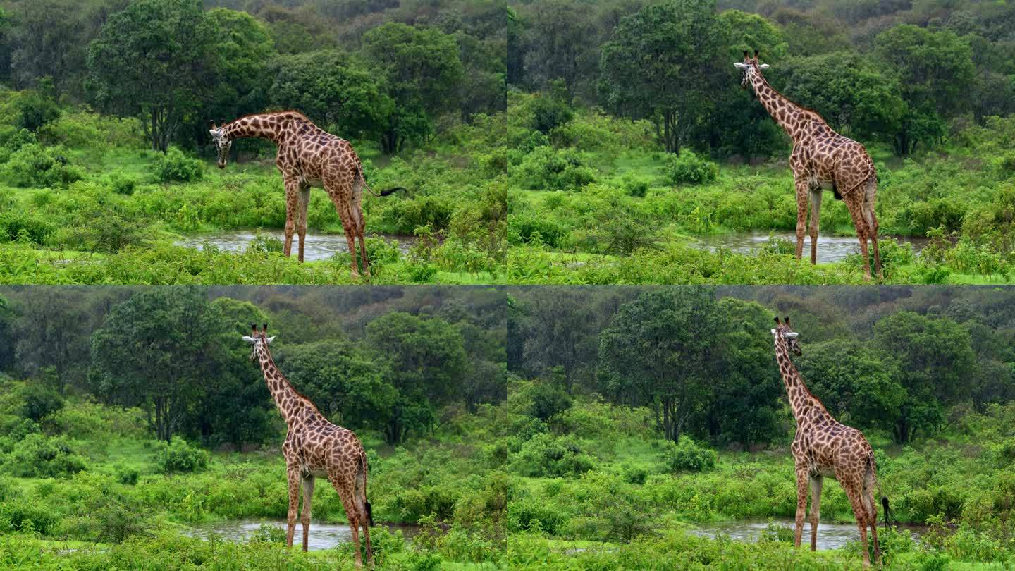 在坦桑尼亚热带森林的边缘，一只长颈鹿站在水盆旁整理自己。