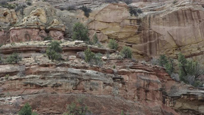近距离拍摄植物，树木，灌木，灌木依附在红色岩石悬崖