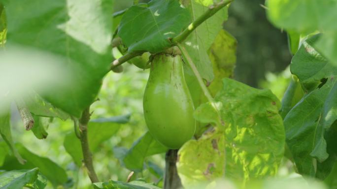 美丽新农村绿色植物