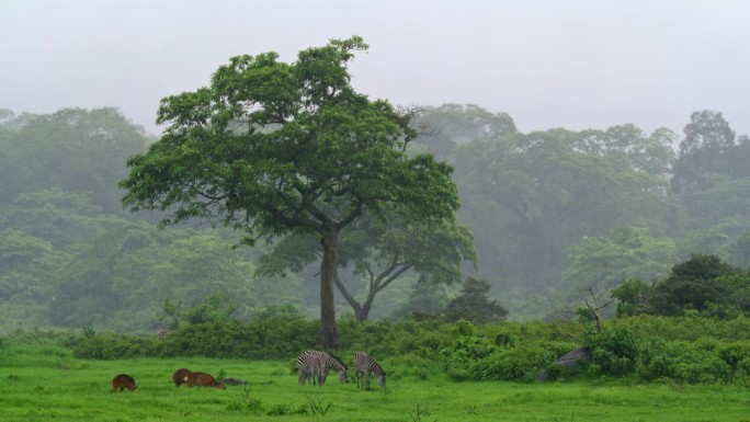 斑马和其他动物在坦桑尼亚热带森林边缘的绿地上吃草