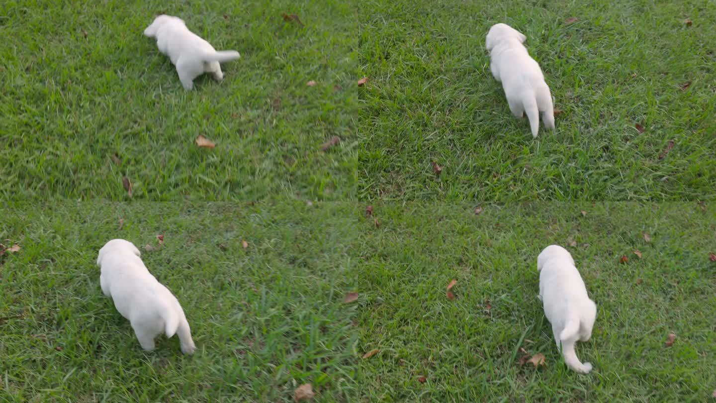 白色的拉布拉多犬在草地上跌跌撞撞