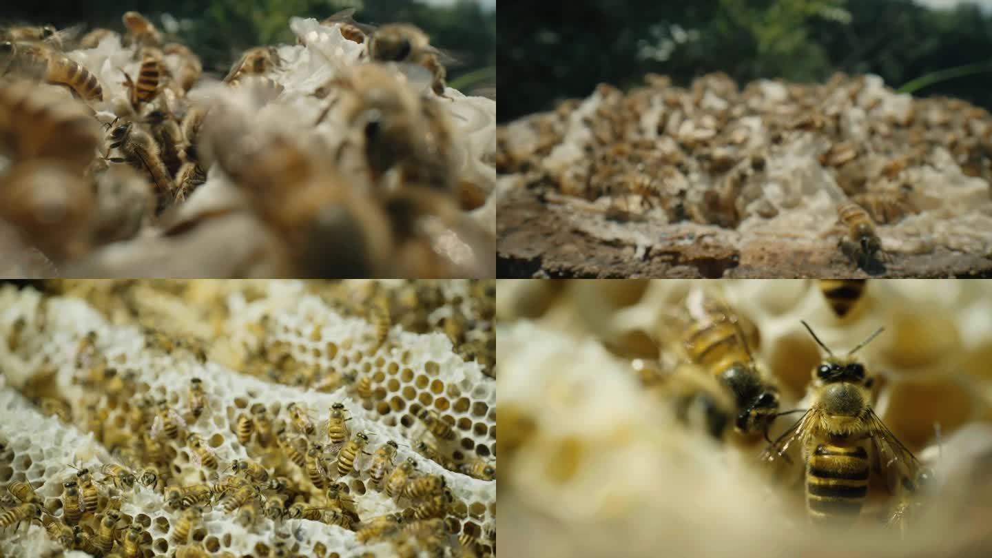 蜜蜂特写 蜂巢 酿蜜 蜂群 天然