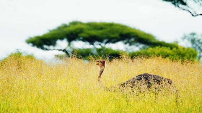 普通鸵鸟(Struthio camelus)在坦桑尼亚大草原的中部吃草