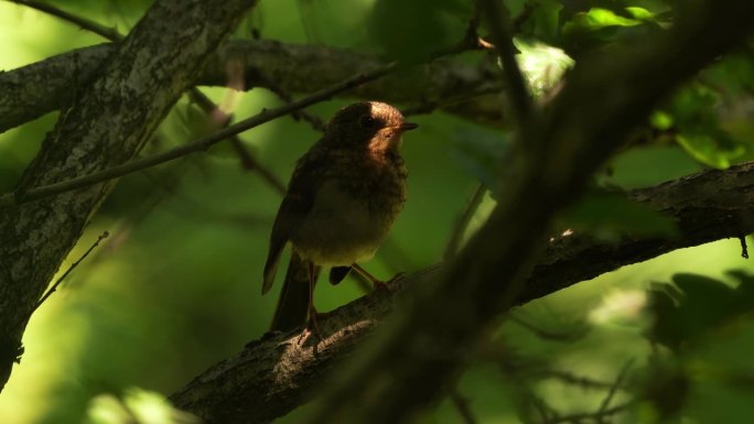 一种幼年欧洲知更鸟(红胸知更鸟)，简称为森林中的知更鸟或红胸知更鸟