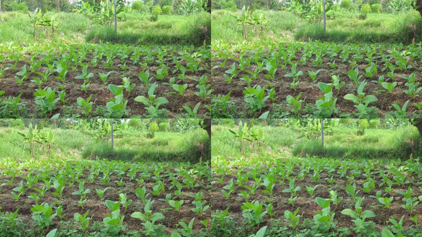 烟草园田生长季节时采用高地梯田法。