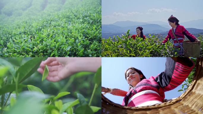 采茶少女采茶绿色自然茶园