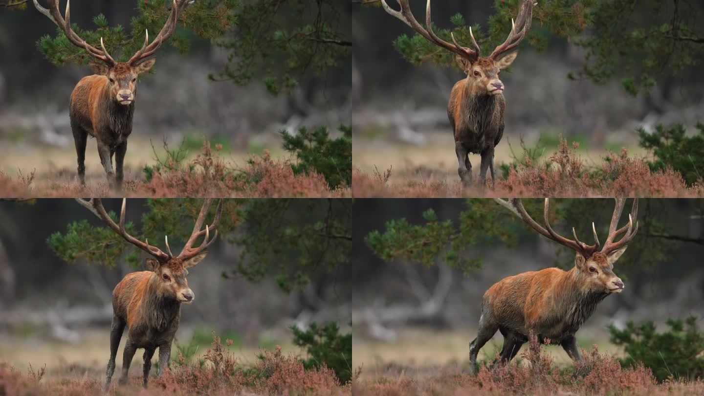 在Veluwe的发情季节，一只雄性马鹿追逐一只雌性鹿的特写镜头