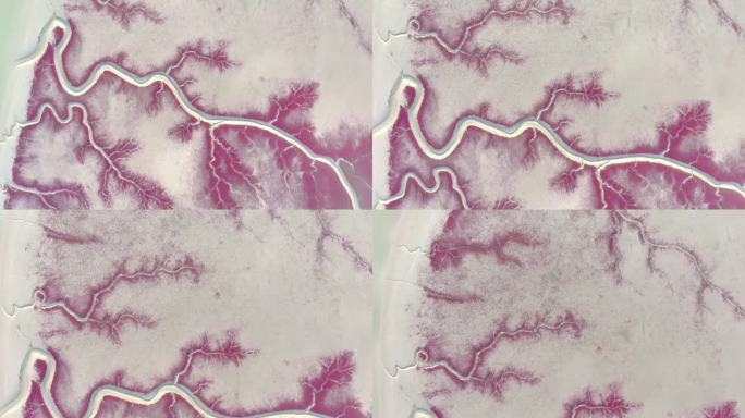 锦州红海滩航拍高清视频