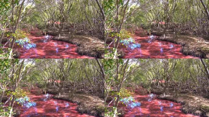 红树林湿地的自然环境景观在旱季时，蓝绿藻繁盛，水中有盐芽杆菌，盐度的增加引发藻类释放出一种粉红色的类