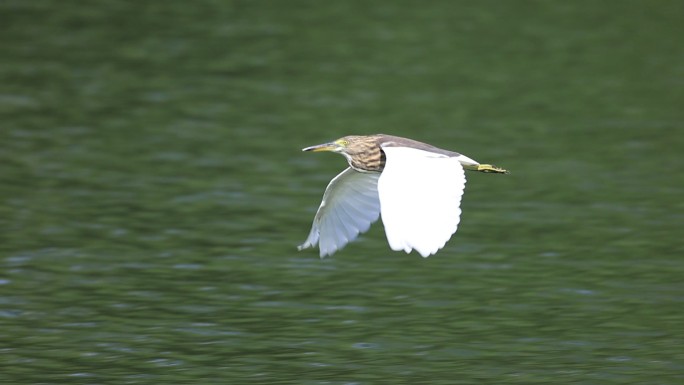 在湖面飞翔的池鹭升格镜头