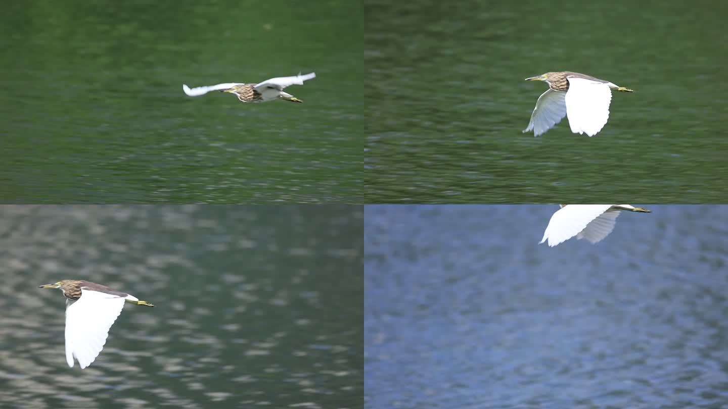 在湖面飞翔的池鹭升格镜头
