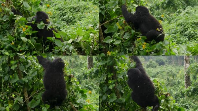 这是一只濒临灭绝的年轻山地大猩猩的近距离4K万向镜头，生活在非洲乌干达布温迪密林国家公园的自然丛林栖