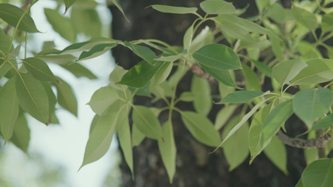 实拍素材（红棉树叶子）