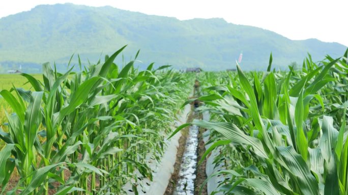 印度尼西亚农村，覆盖了地膜的玉米田。地膜可以控制水分和土壤结构，减少杂草生长