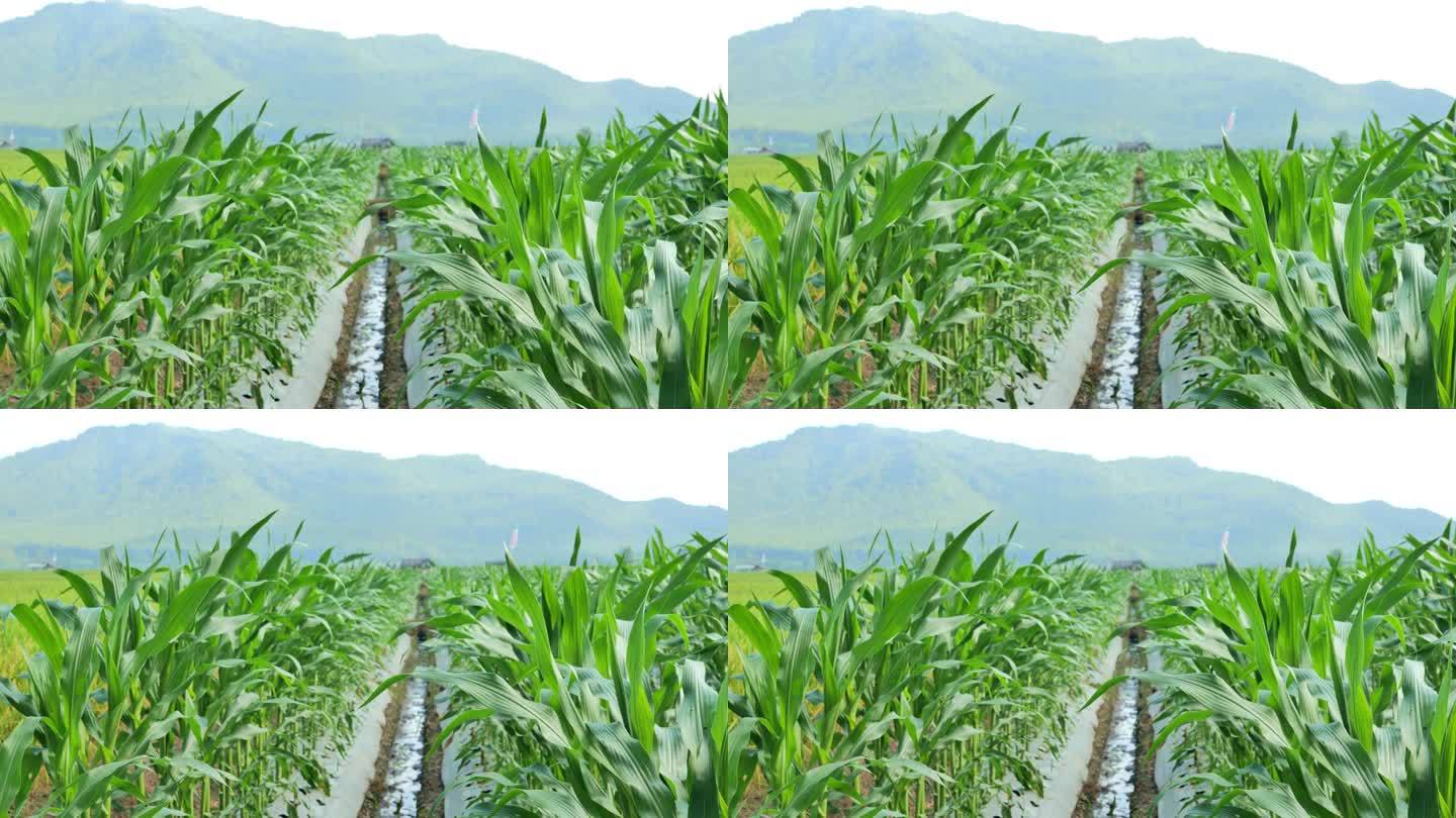 印度尼西亚农村，覆盖了地膜的玉米田。地膜可以控制水分和土壤结构，减少杂草生长
