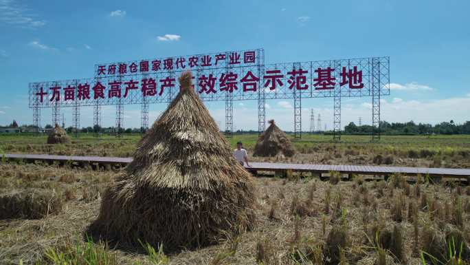 天府粮仓水稻农业大米丰收稻谷稻田乡村振兴