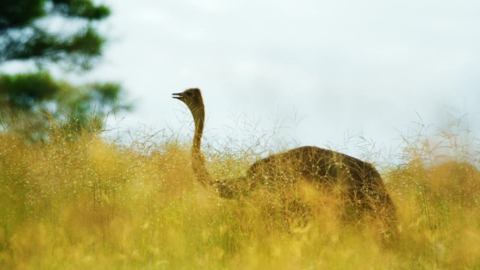 普通鸵鸟(Struthio camelus)在坦桑尼亚大草原的中部吃草