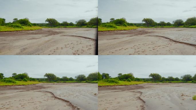 干燥的河床周围的草地和树木在天空下的坦桑尼亚的土地