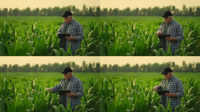农民在田间检查玉米和玉米植株并在平板上做笔记，现代技术