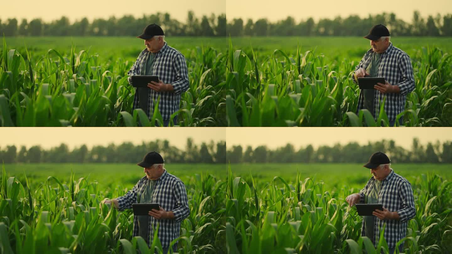 农民在田间检查玉米和玉米植株并在平板上做笔记，现代技术