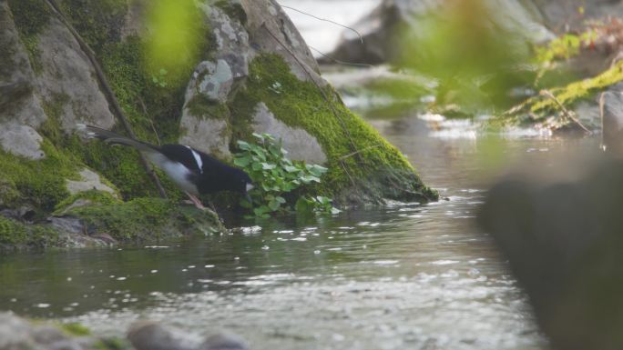 野生动物生存环境 飞禽 阳光清晨小河流水
