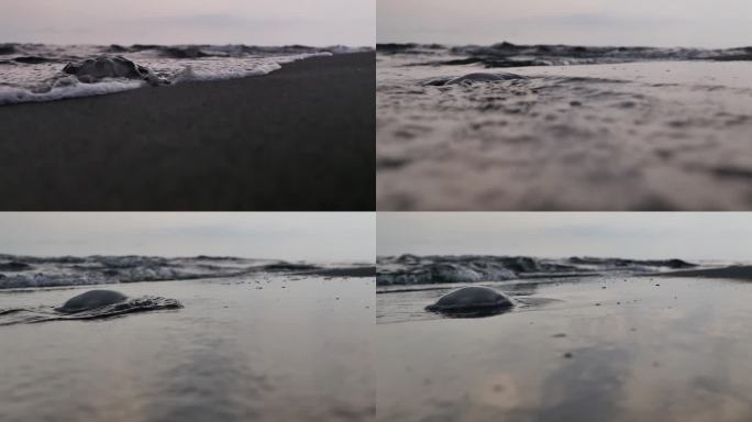 详细说明:海浪溅到黑色的沙滩上，洗了一只海蜇，它仍然搁浅，无法返回水中。从低点射击。海洋生物